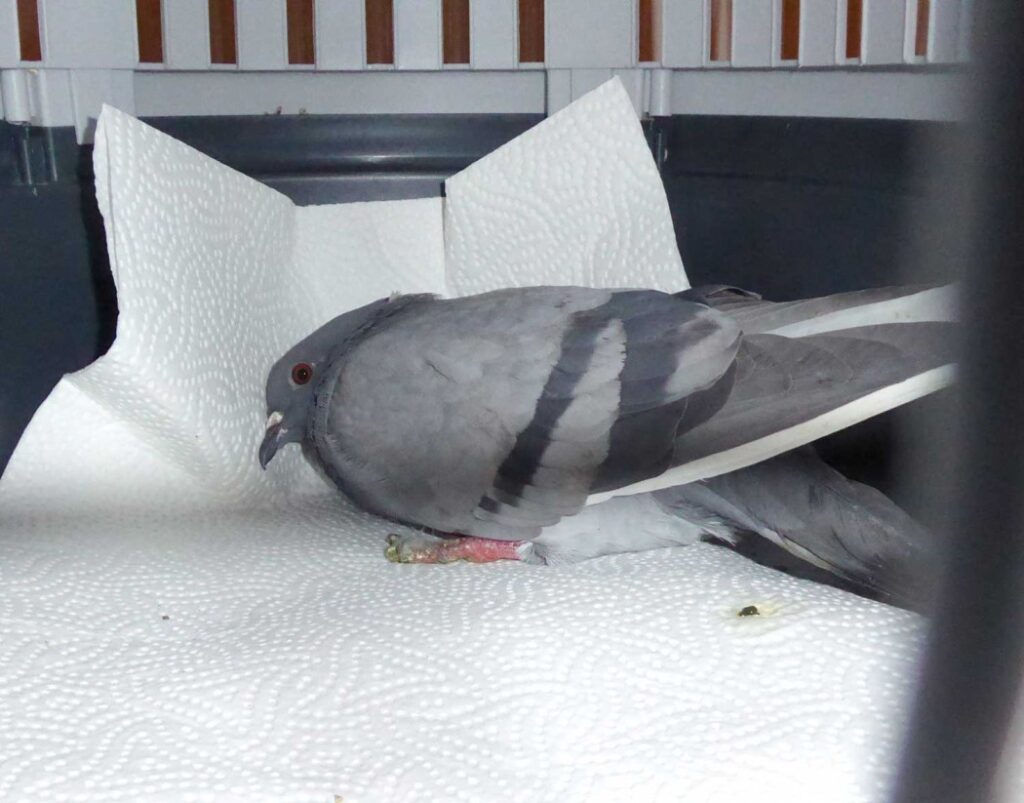 PMV Tauben: Ursachen, Symptome und effektive Prävention für Geflügelhalter PMV Tauben | Diese Apathie legt sich erst nach einer Woche